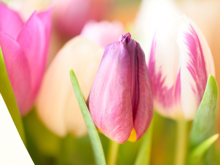 Photo de Atelier parent-enfant : composition de Pâques dans un panier