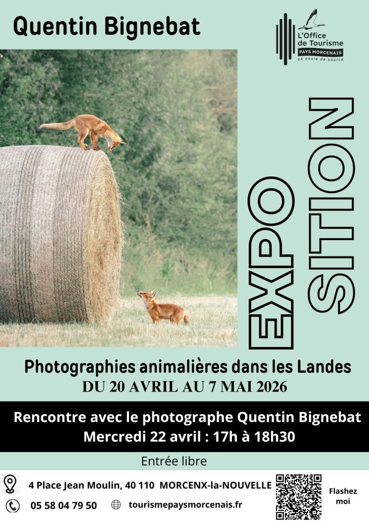 Photo de Quentin Bignebat – Photos Animalières des Landes