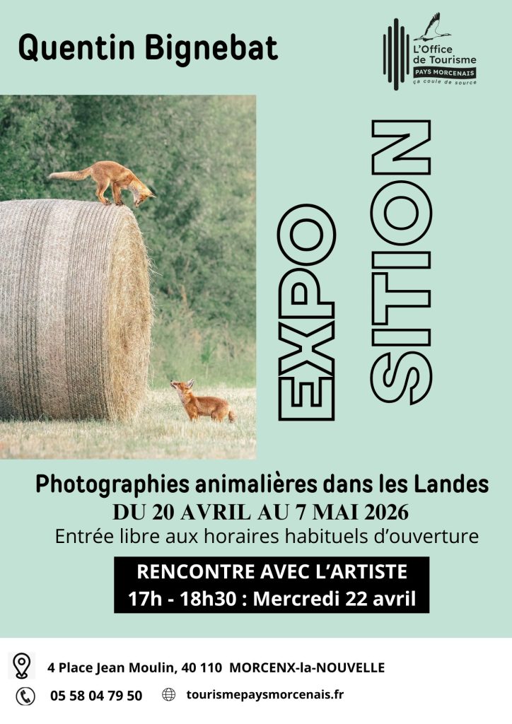 Photo de Quentin Bignebat – Photos Animalières des Landes