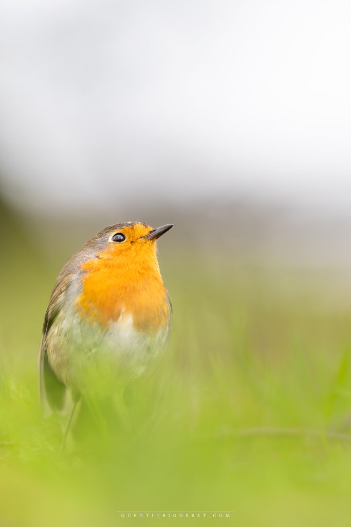Photo de Quentin Bignebat – Photos Animalières des Landes