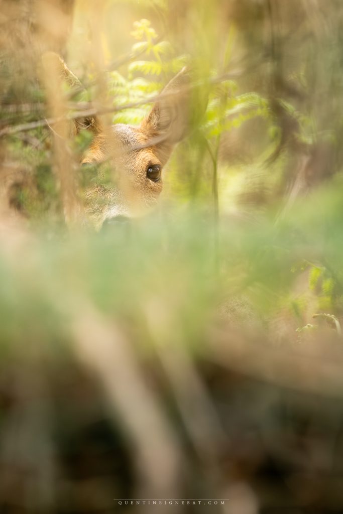 Photo de Quentin Bignebat – Photos Animalières des Landes