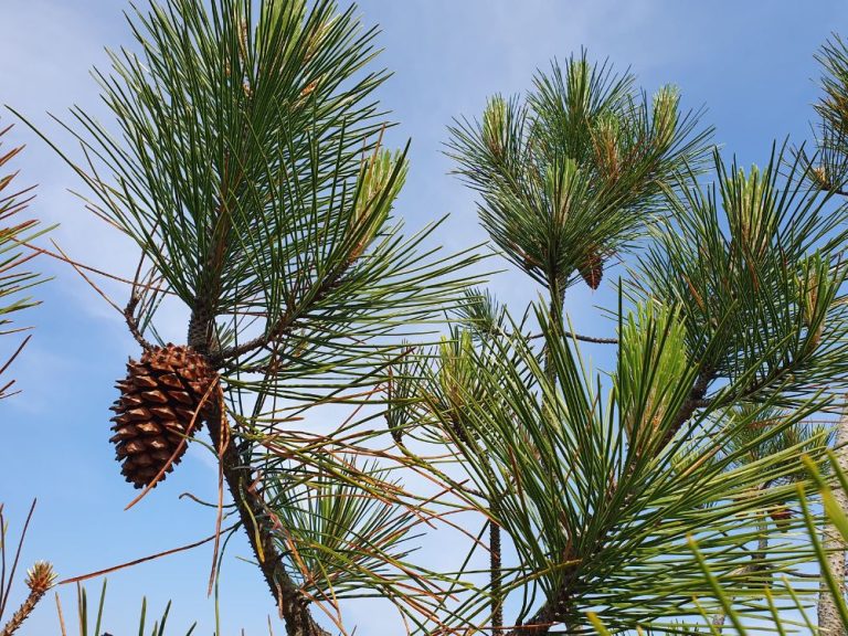 Photo de Atelier pour enfants – Les secrets de la forêt