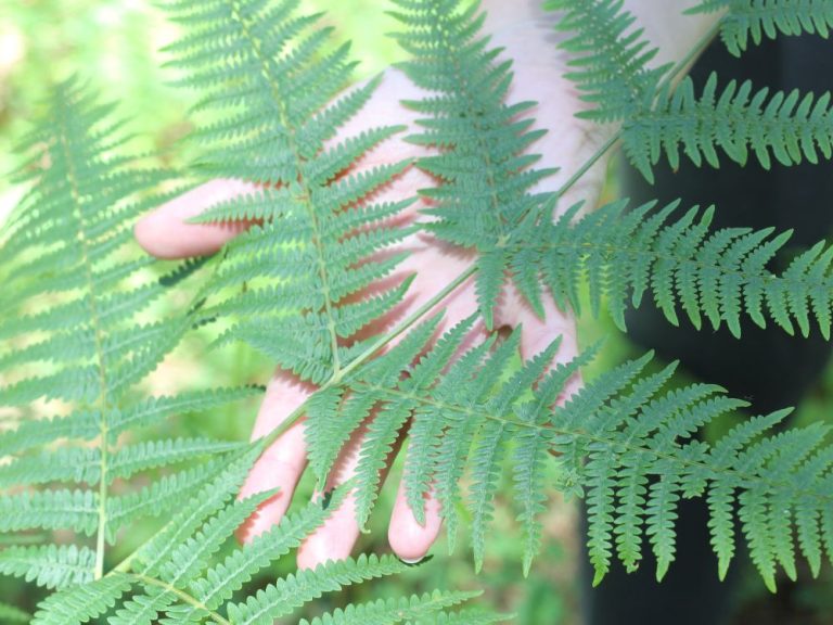 Photo de Atelier pour enfants – Les secrets de la forêt