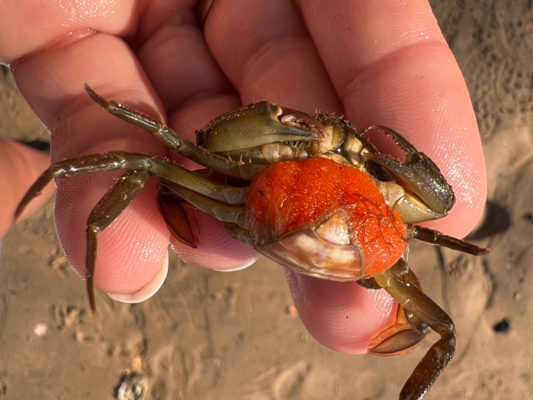 Photo de Atelier pêche à pied