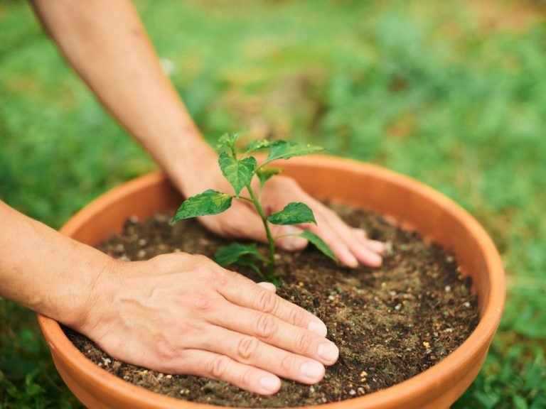 Photo de Troc de plants de légumes et fleurs