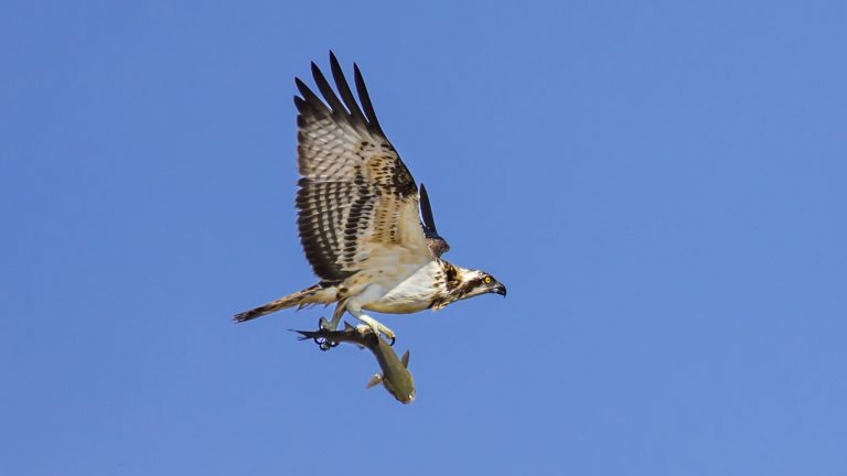 Photo de Balade nature : Symphonie des oiseaux