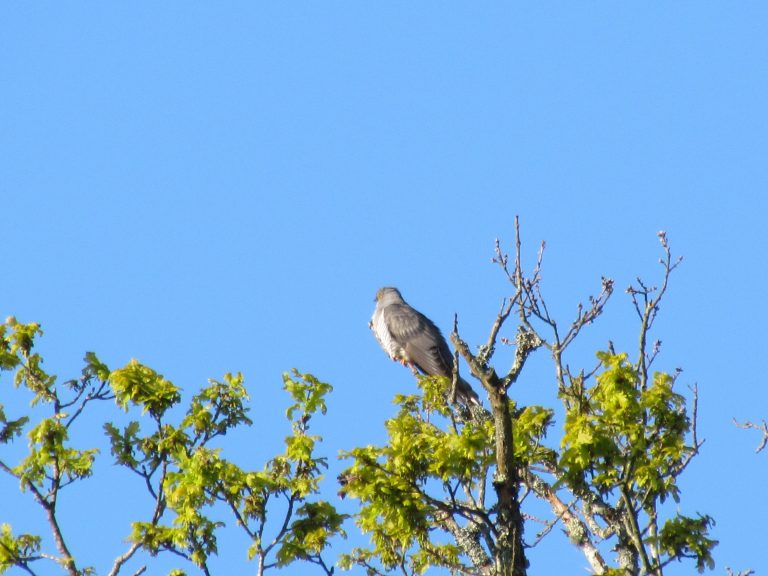 Photo de Balade nature : la symphonie des oiseaux