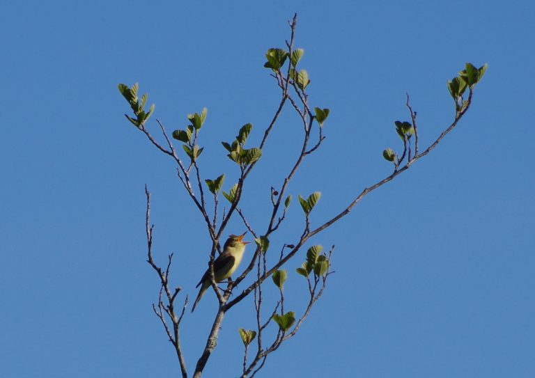 Photo de Balade nature : Symphonie des oiseaux