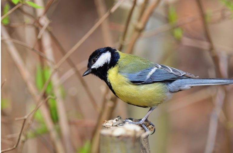 Photo de Initiation aux chants d’oiseaux, Marais d’Orx