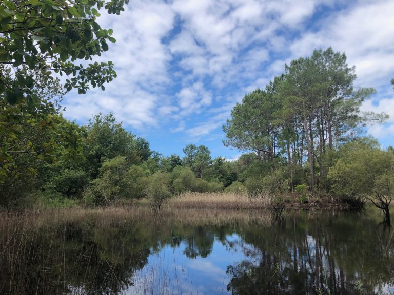 Photo de Balade nature : Printemps sur la lagune