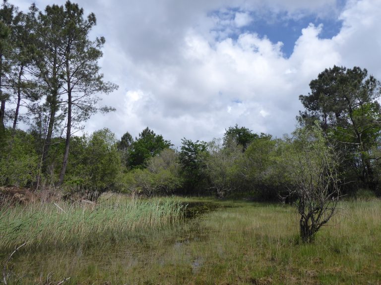 Photo de Balade nature : Printemps sur la lagune