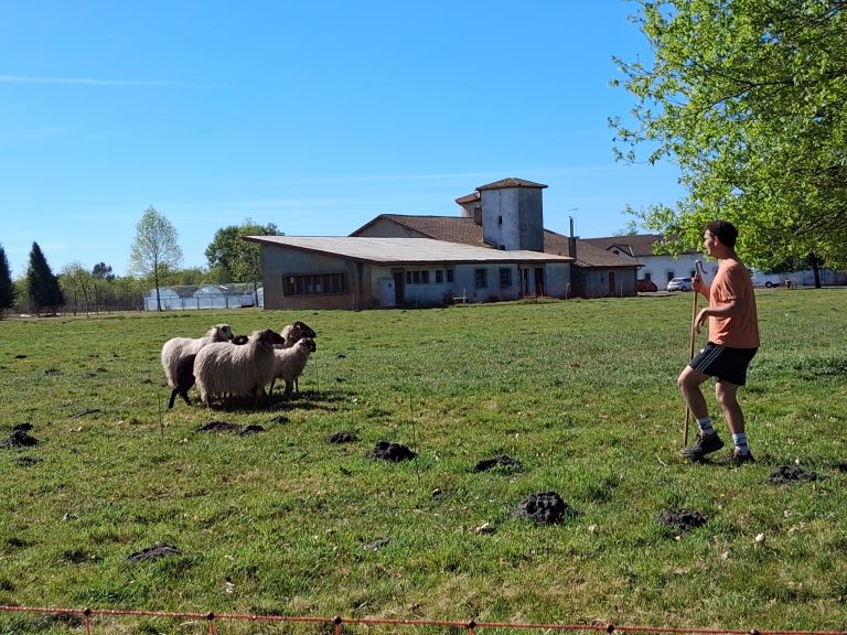 Photo de La tonte des moutons