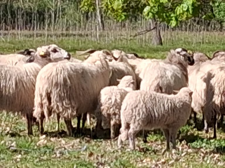 Photo de La tonte des moutons