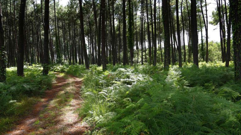 Photo de Balade à la découverte de la forêt
