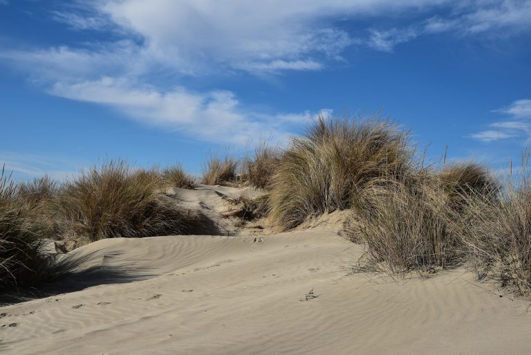 Photo de Visite guidée du sentier de la dune – CPIE