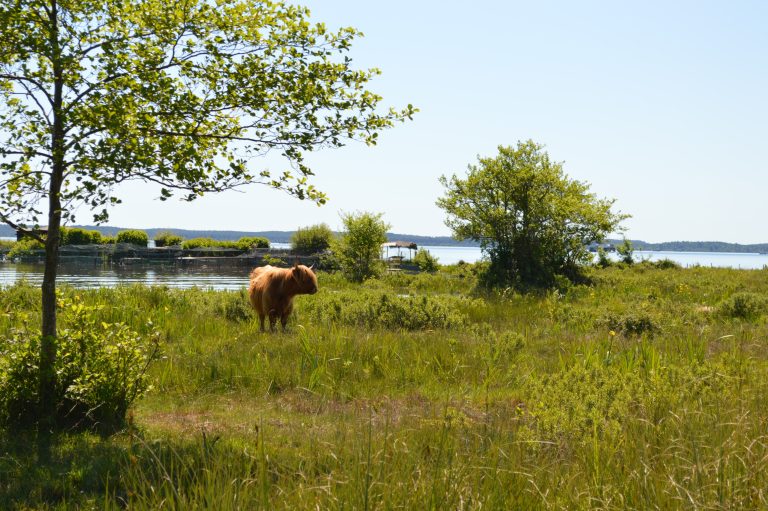 Photo de Découverte des prairies au bord du lac de Sanguinet