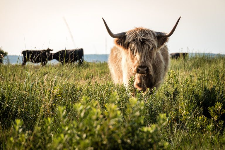 Photo de Découverte des prairies au bord du lac de Sanguinet