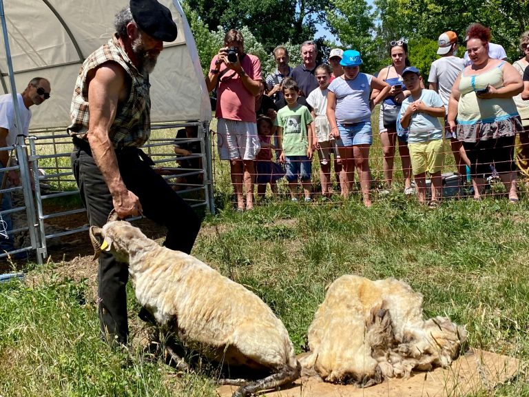 Photo de La tonte des moutons