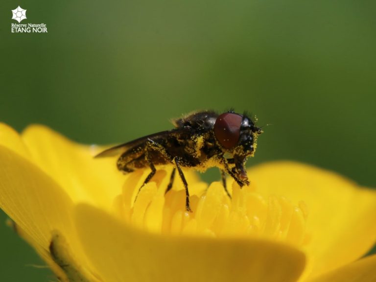 Photo de Les visites guidées de la Réserve Naturelle de l&rsquo;Etang Noir