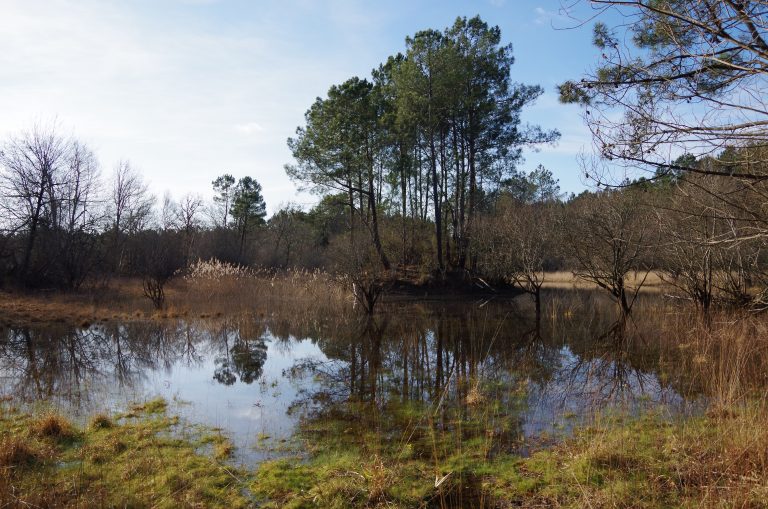 Photo de Balade nature – Été sur la lagune