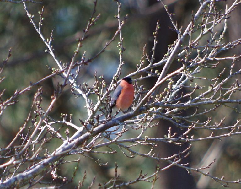 Photo de Balade nature oiseaux – Les oiseaux de l’été