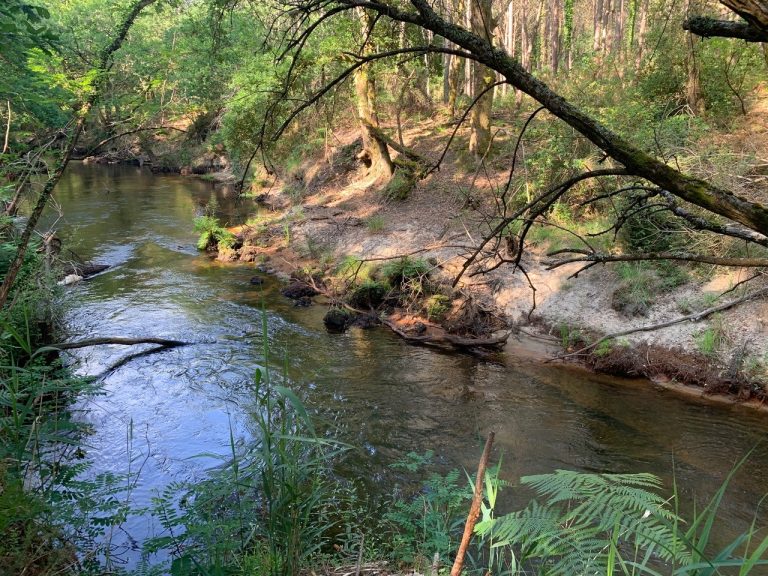Photo de Balade nature – Entre courant et forêt
