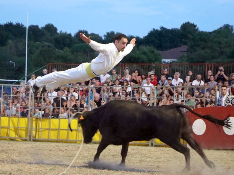 Photo de Courses de vaches landaises