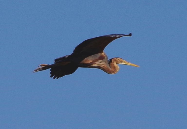 Photo de Balade nature oiseaux – Les oiseaux de l’été