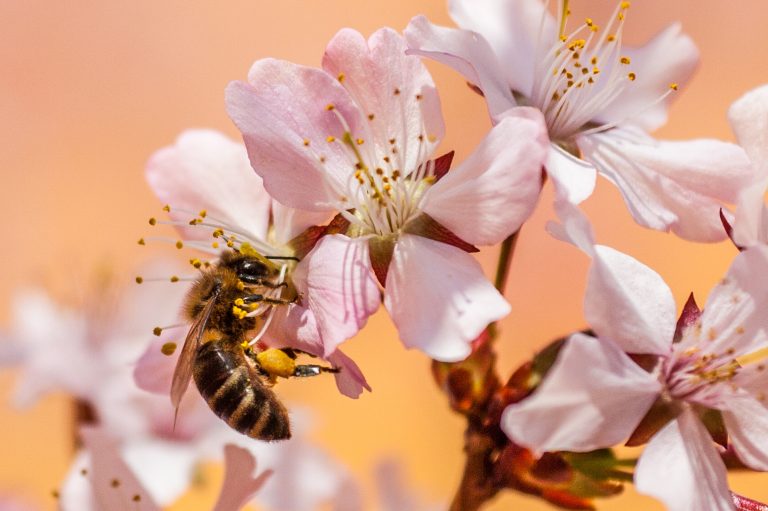 Photo de Journée de l’abeille et de la forêt