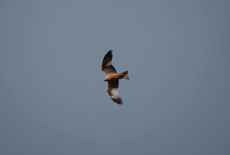Photo de Balade nature oiseaux – Les oiseaux de l’été
