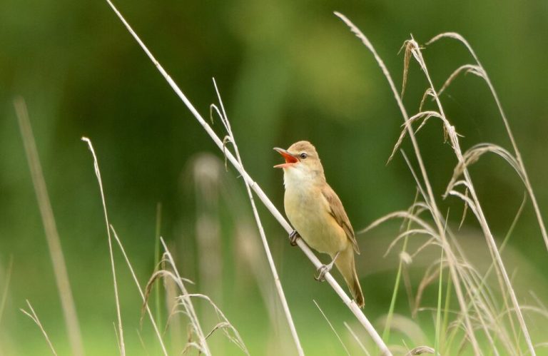Photo de Les chants d&rsquo;oiseaux des Barthes