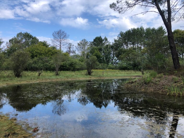 Photo de Balade nature – Été sur la lagune